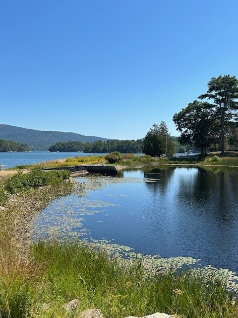 image a pond with trees in the background in Maine
