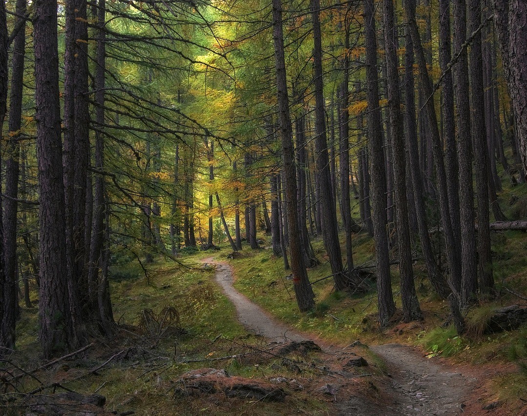 trail-5726987_1280 a trail through a green forest