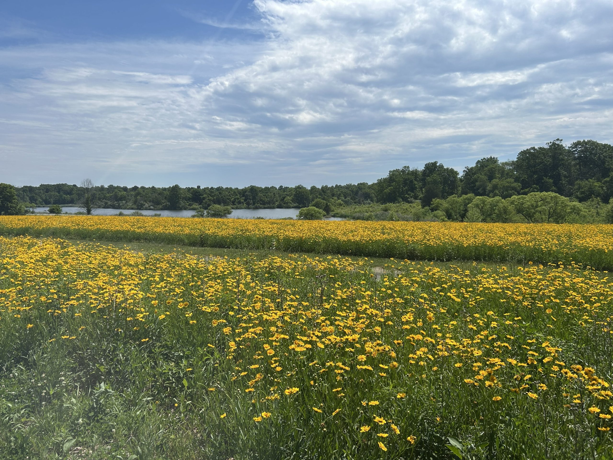 lake a field of yellow flowers leading to a big blue lake surrounded by bushy trees